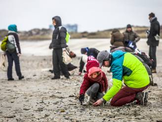 Ga jij mee schelpen tellen? Met deze handleiding hou je zaterdag vlot een kokkel en een nonnetje uit elkaar
