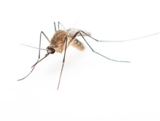 Muggen stellen 'winterslaap' uit: "Stilaan het hele jaar rond aanwezig"