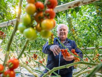Tomatenkweker ziet hoe hardnekkig virus door kas ‘rent’: ‘Werd toch wel zenuwachtig’
