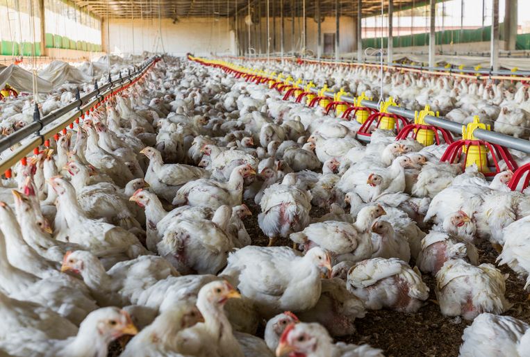 Kippen in een Zuid-Afrikaanse kippenkwekerij. Beeld Getty Images/Gallo Images