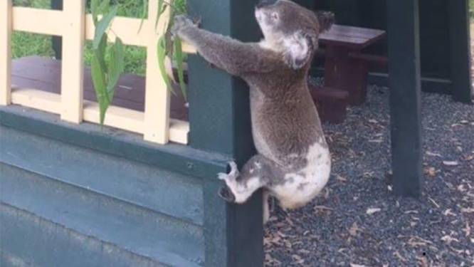 "Misselijkmakend": reddingswerkers in shock door koala die aan paal werd vastgeschroefd
