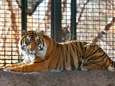 Tijger valt verzorger aan in Amerikaanse dierentuin