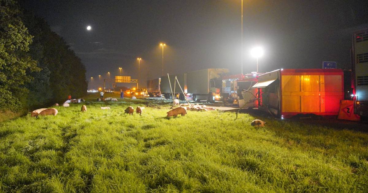Varkens dood bij ongeluk op A73, vrachtwagen kantelt bij Nijmegen.