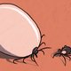 Het tekenseizoen is begonnen: waar is het risico op een beet het grootst en hoe voorkom je de ziekte van Lyme?