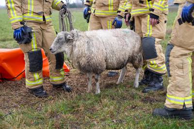 Brandweer redt schaap uit ijskoude sloot in Neerkant, vermoeid dier opgehaald met aanhangwagen