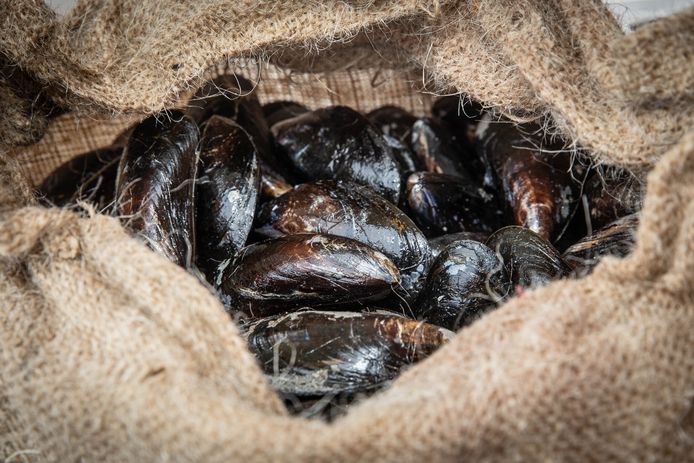 mossel karavaan; yerseke; 2019; eerste bodem mosselen;