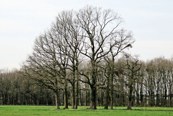 Een mogelijke kanshebber: de combinatie van eiken op het landgoed van kasteel Heeze.