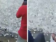 Une fascinante “course de sardines” en Inde