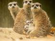 Stokstaartjes, deze zijn geboren in DierenPark Amersfoort, zijn heel alert en snel.