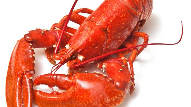 Zwitserland verbiedt onverdoofd slachten van... kreeften