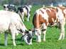 Rechtszaak rond 100 ‘verwaarloosde koeien’ in Slagharen uitgesteld vanwege privéproblemen advocaat