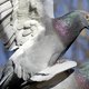 Nederland wil top over vogelgrieponderzoek