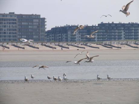 Draag mondmasker en verwittig de juiste mensen: dit moet je doen als je een vogel vindt die mogelijk getroffen is door vogelgriep