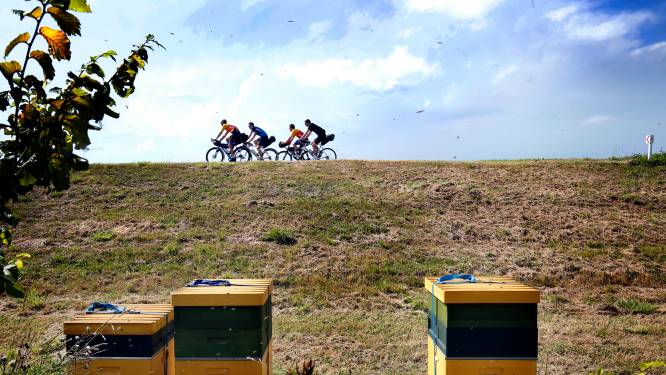 Nog geen juridische stappen mogelijk tegen imkers in Biesbosch, en dat gaat ten koste van wilde bijen