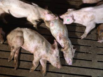 Colruyt en Delhaize zetten samenwerking met vleesfabrikant stop na schokkende beelden dierenmishandeling