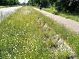 Het nieuwe bermbeheerplan, opgemaakt in samenwerking met Regionaal Landschap Zuid-Hageland (RLZH), en goedgekeurd door het Agentschap Natuur en Bos, laat gemeente Kortenaken toe om op andere tijdstippen te maaien dan momenteel wettelijk mogelijk is.