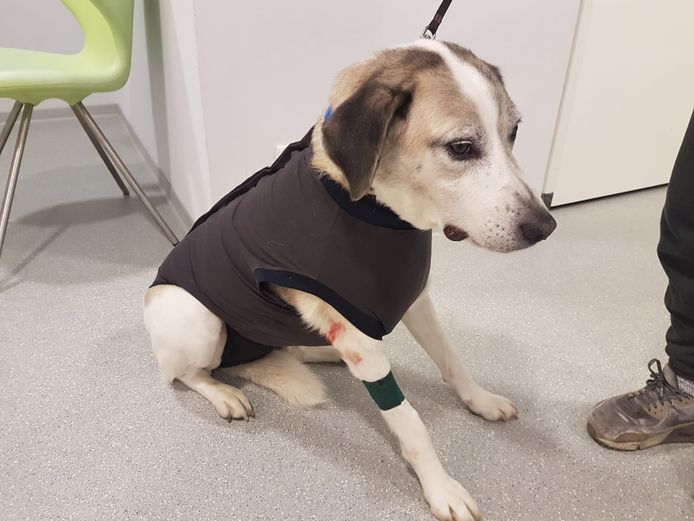 Baasje én hond spoorloos na heftig bijtincident ‘Neem je verantwoordelijkheid’