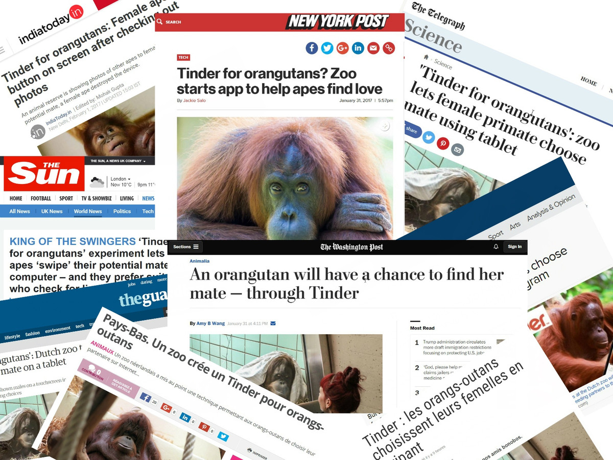 Tinder voor orang-oetans was wereldnieuws.