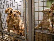 Nieuw strafrechtelijk onderzoek naar ‘horrorfokker’, nu voor verwaarlozing van honden