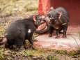 Planckendael stelt Tasmaanse duivels voor aan publiek