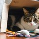 Hoe leuk: deze robot speelt met je kat als jij niet thuis bent