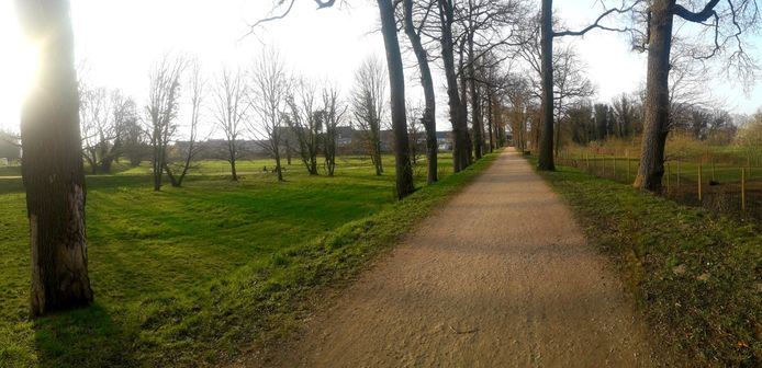 De bomen aan de dreef naast het Begijnhofpark zullen in september gekapt worden