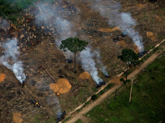 Ontbossing in Amazonegebied verdubbeld: “Illegale houtkappers werken niet van thuis uit”