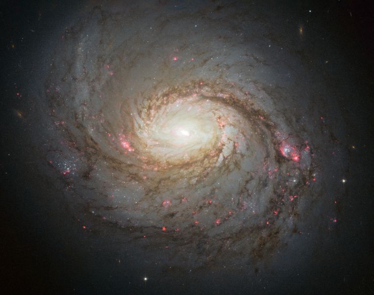 La galassia del calamaro, fotografata dal telescopio spaziale Hubble.  Questa galassia ospita un buco nero centrale decine di milioni di volte più massiccio del Sole e un probabile emettitore di neutrini.  Immagine NASA, ESA e A. van der Hoeven