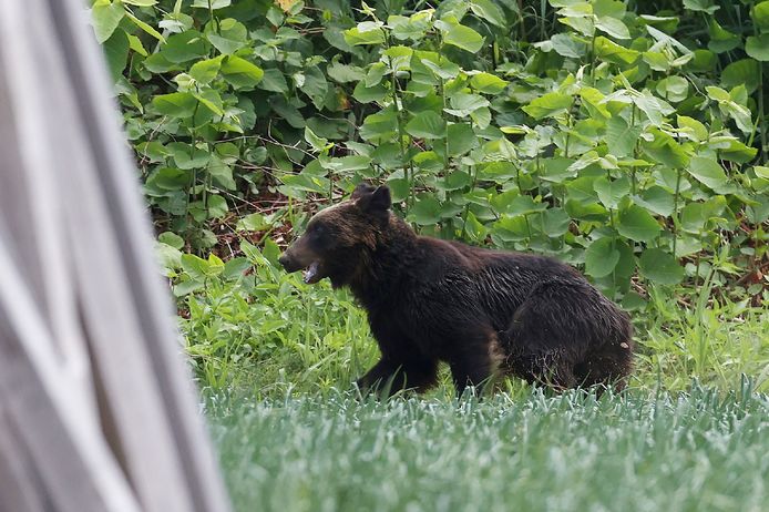 Un ours avait été repéré mardi, puis à nouveau mercredi, quelques heures avant l'ouverture du stade pour un match olympique de softball opposant le pays hôte, le Japon, à l'Australie.