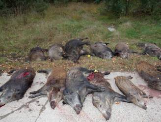 Meer dan zestig everzwijnen geschoten tijdens drijfjacht in Hechtel-Eksel