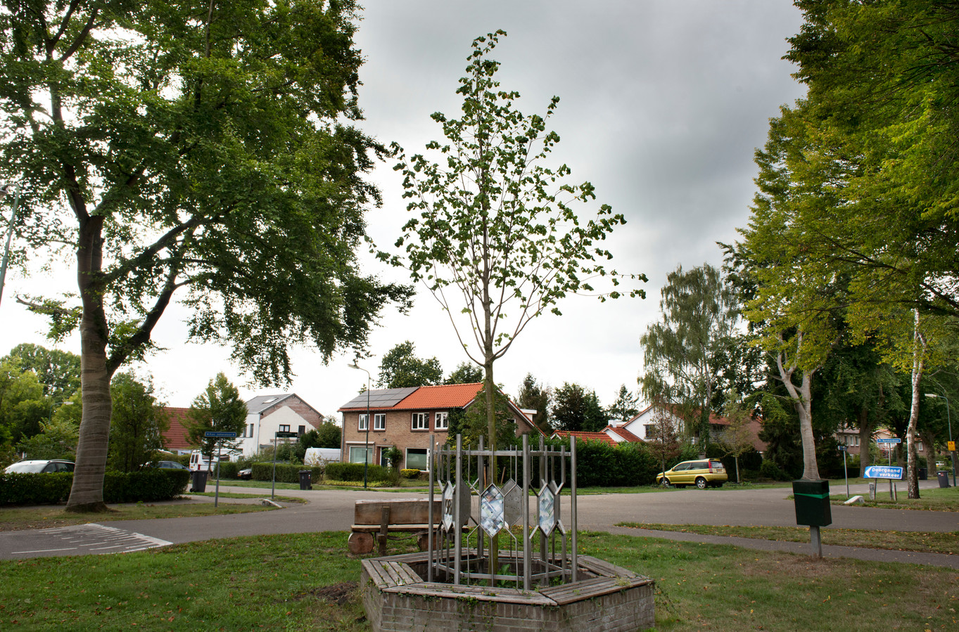 ‘Lindeboom? Wij willen de beuk terug!’ Leersum verzet zich tegen ‘nieuwe’ boom na verwoestende