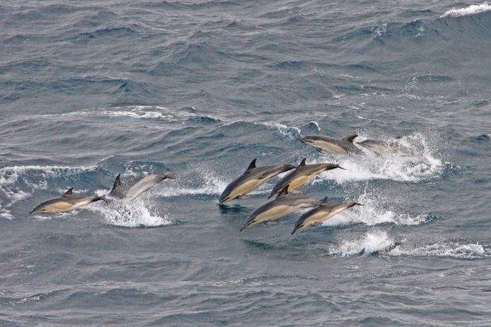 Archieffoto. Gewone dolfijnen in de Noordzee.