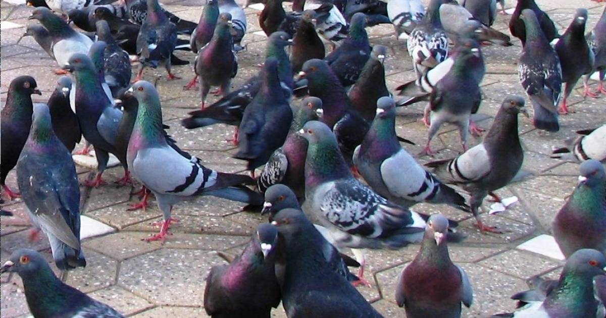 De kogel is door de kerk: maximaal 250 duiven op terrein van familie