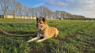 Ontdek de wereld van de Akita: voorlichting en activiteiten bij de Sint-Jozefkerk
