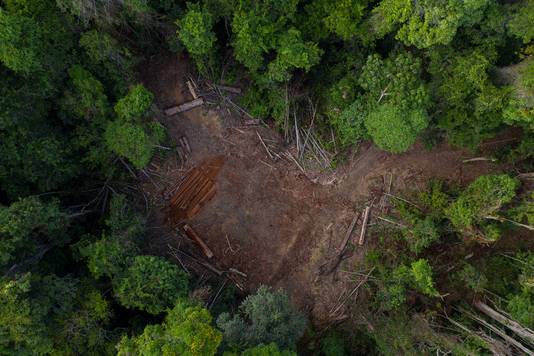 Illegale houtkap in Amazonewoud