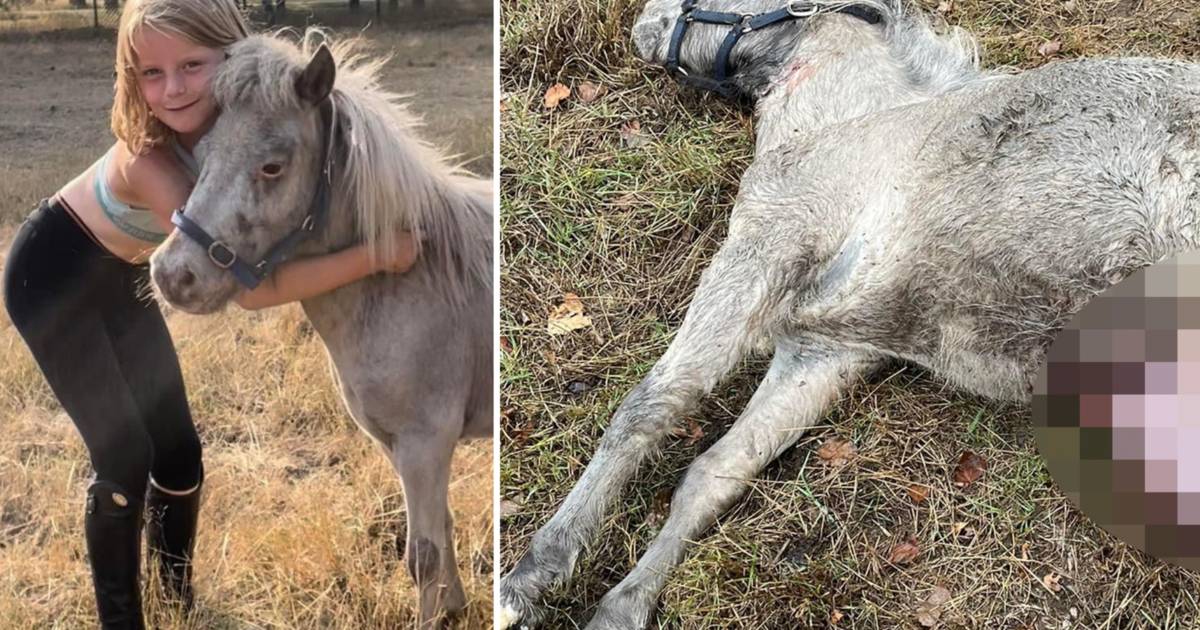Wolven bijten pony
