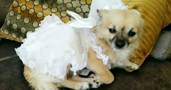 Bruidspaar kan er nu om lachen: chihuahua dankzij dure taxirit net op tijd om de ringen te dragen