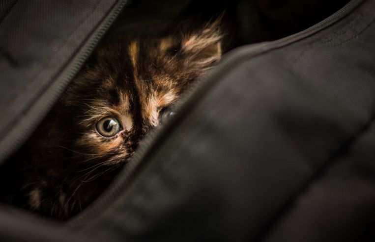 null Beeld Getty Images/EyeEm