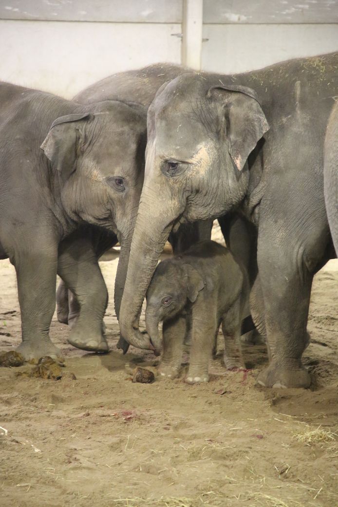 De familieleden bekommeren zich om het pasgeboren olifantje.