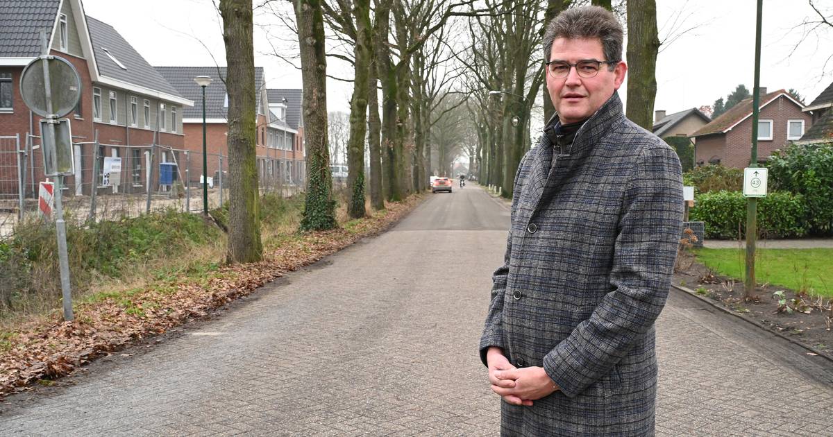 Zorgen over kap van beeldbepalende laanbomen in Stevensbeek: ‘Slechts 7 van 200 vormen een gevaar’