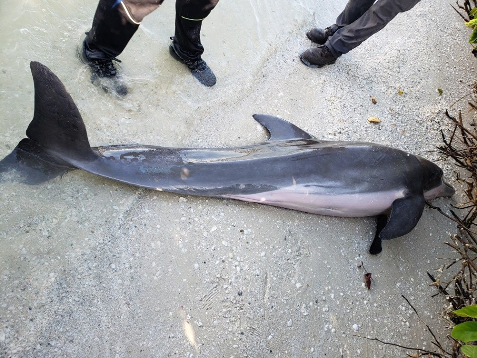 Dode dolfijn gevonden met plastic in maag Foto AD.nl