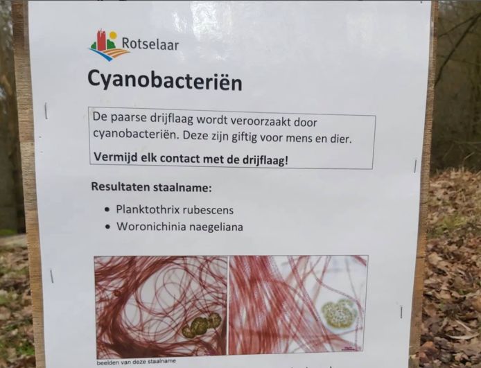 Het is al de zoveelste maal dat De Plas te maken krijgt met blauwalgen.