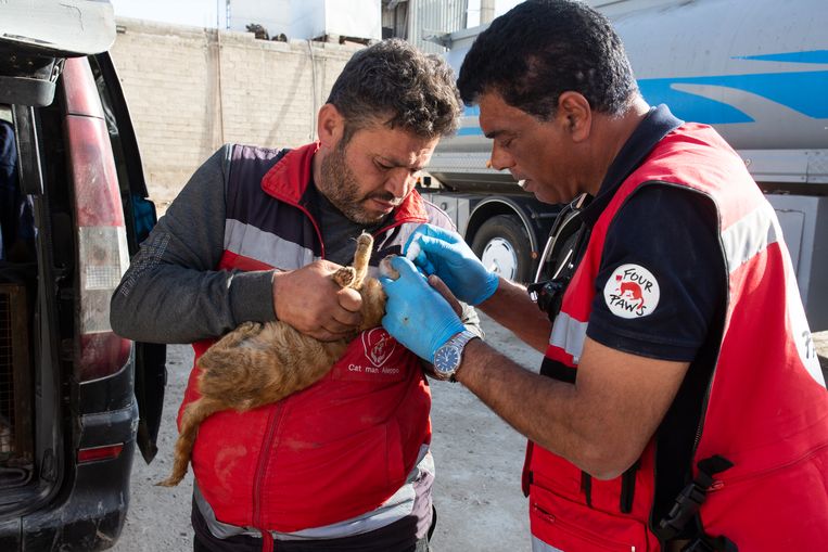 Dierenarts Amir Khalil verzorgt een kat in Syrië.  Beeld Hristo Vladev/Four paws