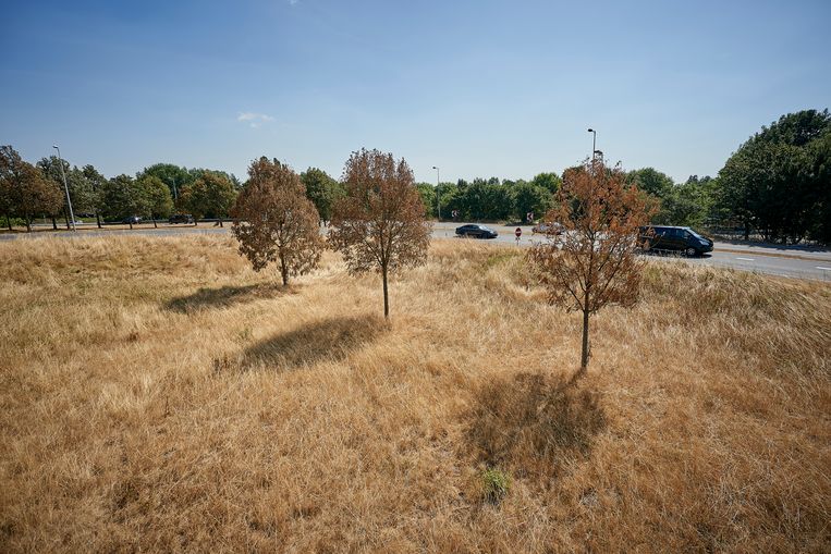 Langs de wegen en in de stad zijn bomen dor en droog door de droogte. Beeld Phil Nijhuis