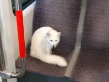 Haagse poes Bowie maakt regelmatig een ritje in Tram 2