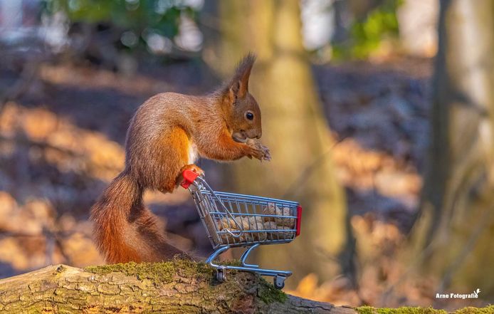Arne Moons uit Lille is gepassioneerd door alles wat met natuur te maken heeft.