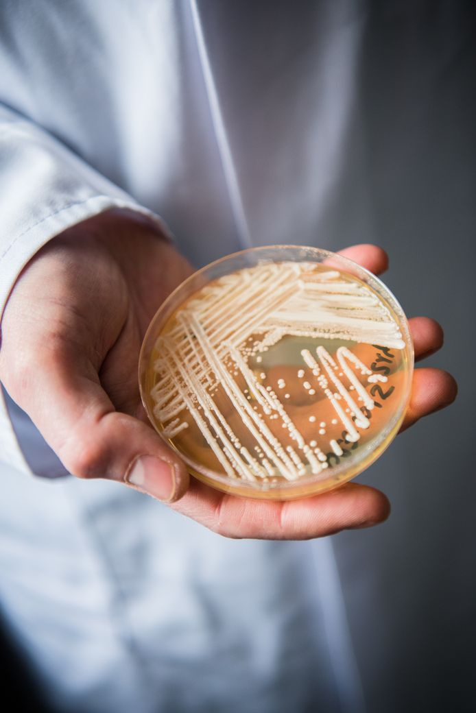De directeur van een schimmelexpertisecentrum in Duitsland met een petrischaaltje met de potentieel dodelijke schimmel candida auris.