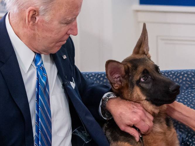 Gouverneur wil de bijtgrage hond van president Biden doden, Witte Huis reageert: “Verontrustend”