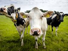 Boeren boos over ‘schandalig’ verzoek en doen oproep: ‘Werk niet mee aan intrekken vergunningen’ 