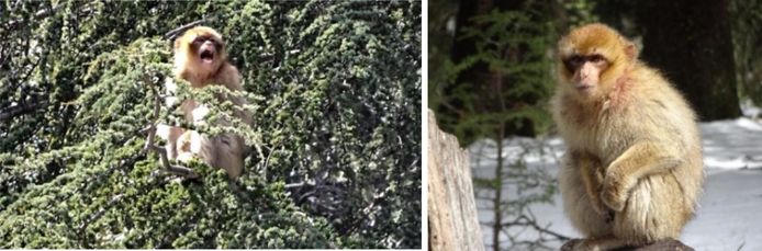 Pipo bleef helemaal alleen achter in de boom, en hij schreeuwde. Daardoor trok hij (gelukkig) de aandacht van een andere groep berberapen.